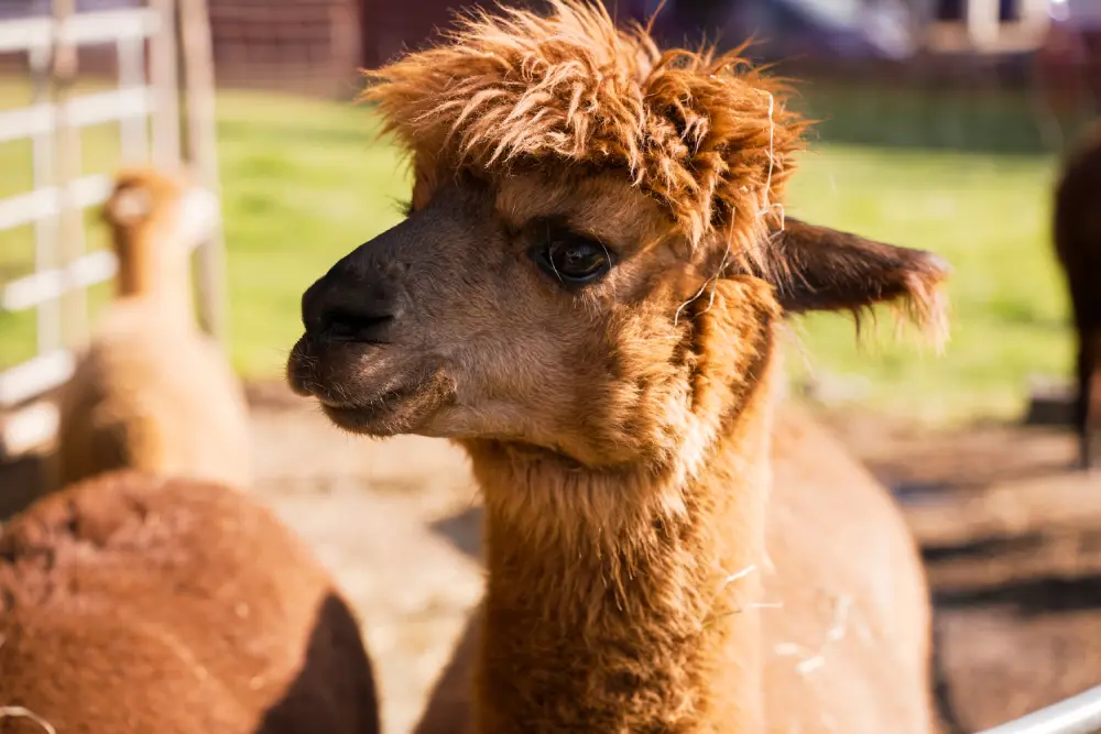 Альпака в контактном зоопарке Лохматая ферма