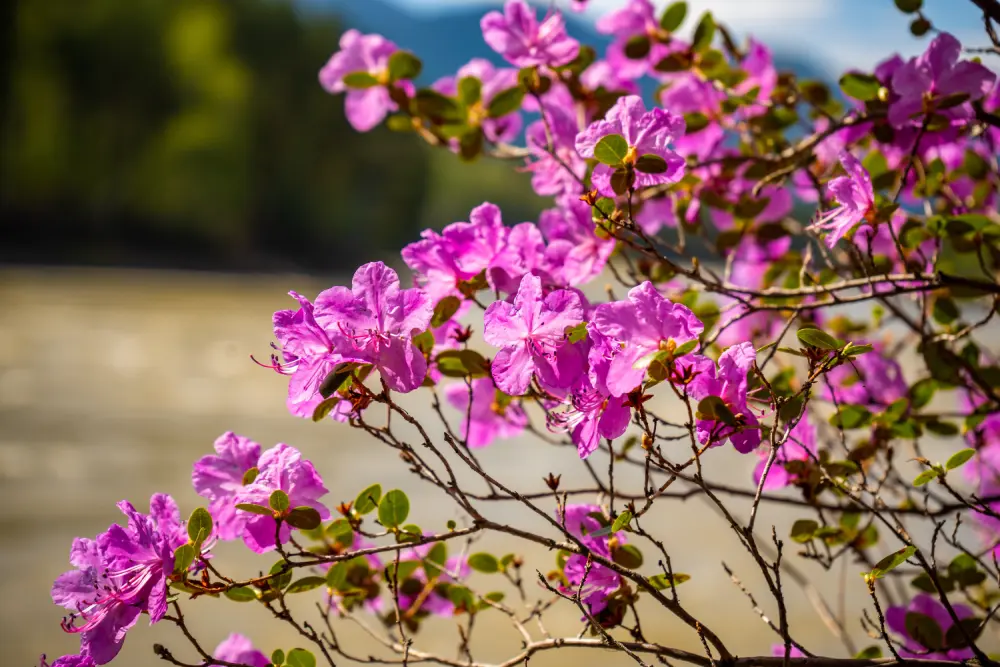 Цветущий маральник на Алтае