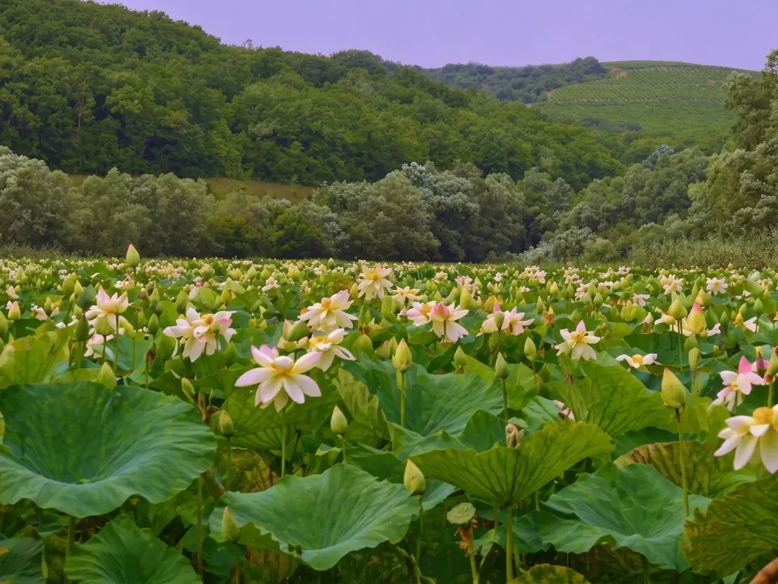 Вид на Долина лотосов – озеро Бам недалеко от Абрау-Дюрсо