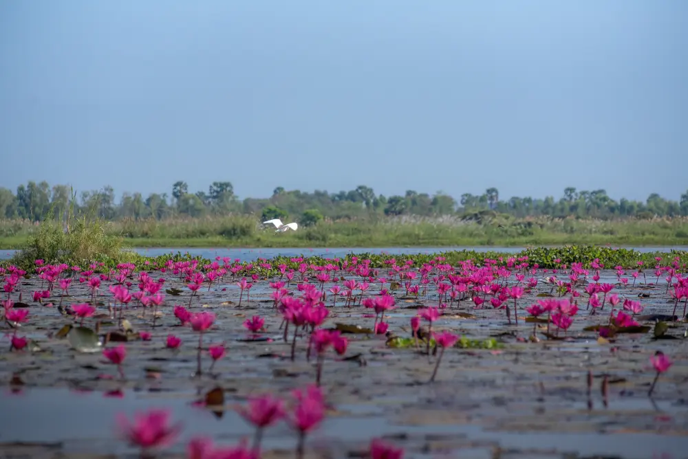 Цветущие розовые лотосы на озере Бам в Абрау-Дюрсо
