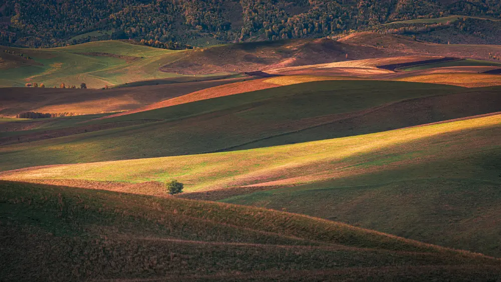 Живописные холмы и поля Алтайского края
