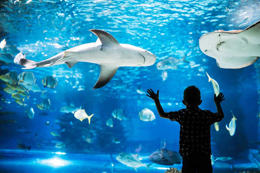 Ребёнок смотрит на рыб в океанариуме